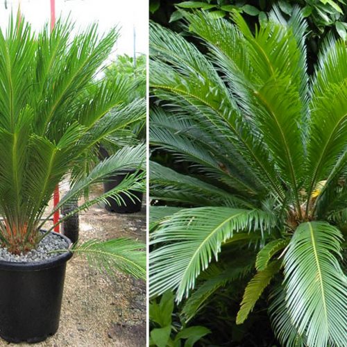 Cycas Revoluta (Sago Palm Cycad)