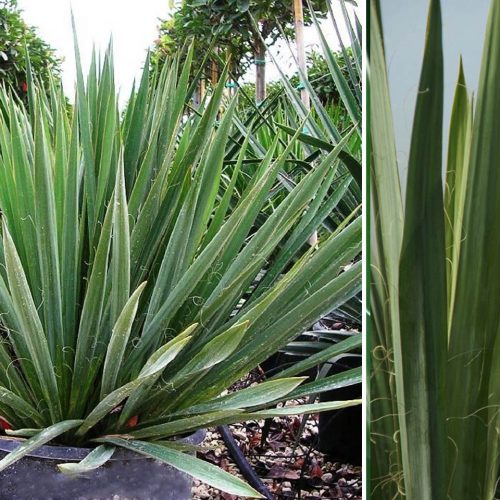 Yucca Filamentosa (Adam’s Needle)