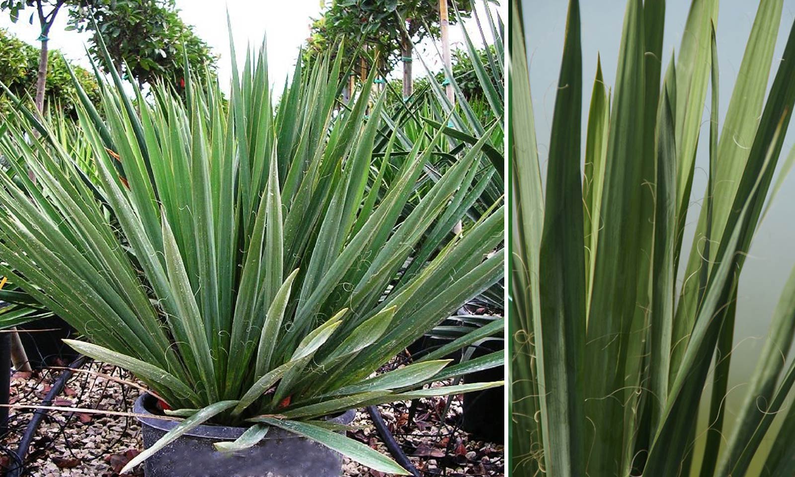 Yucca Root Capsules Yucca Root Capsules