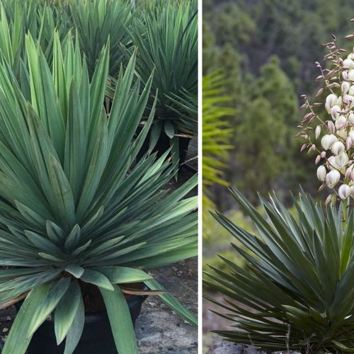 Yucca Gloriosa (Sea Islands Yucca)