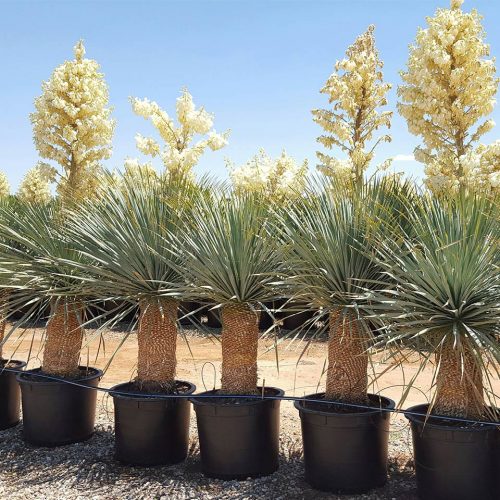 Yucca Rostrata (Blue Beaked Yucca)