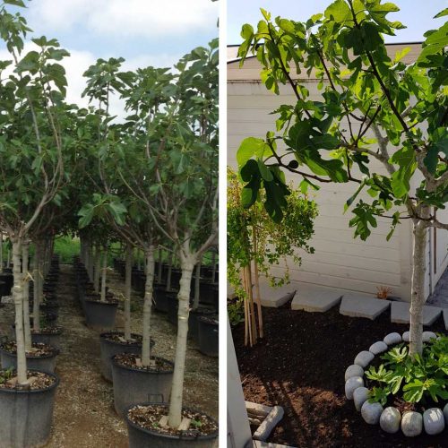 Ficus Carica Brown Turkey (Edible Common Fig Tree) - Half Standard