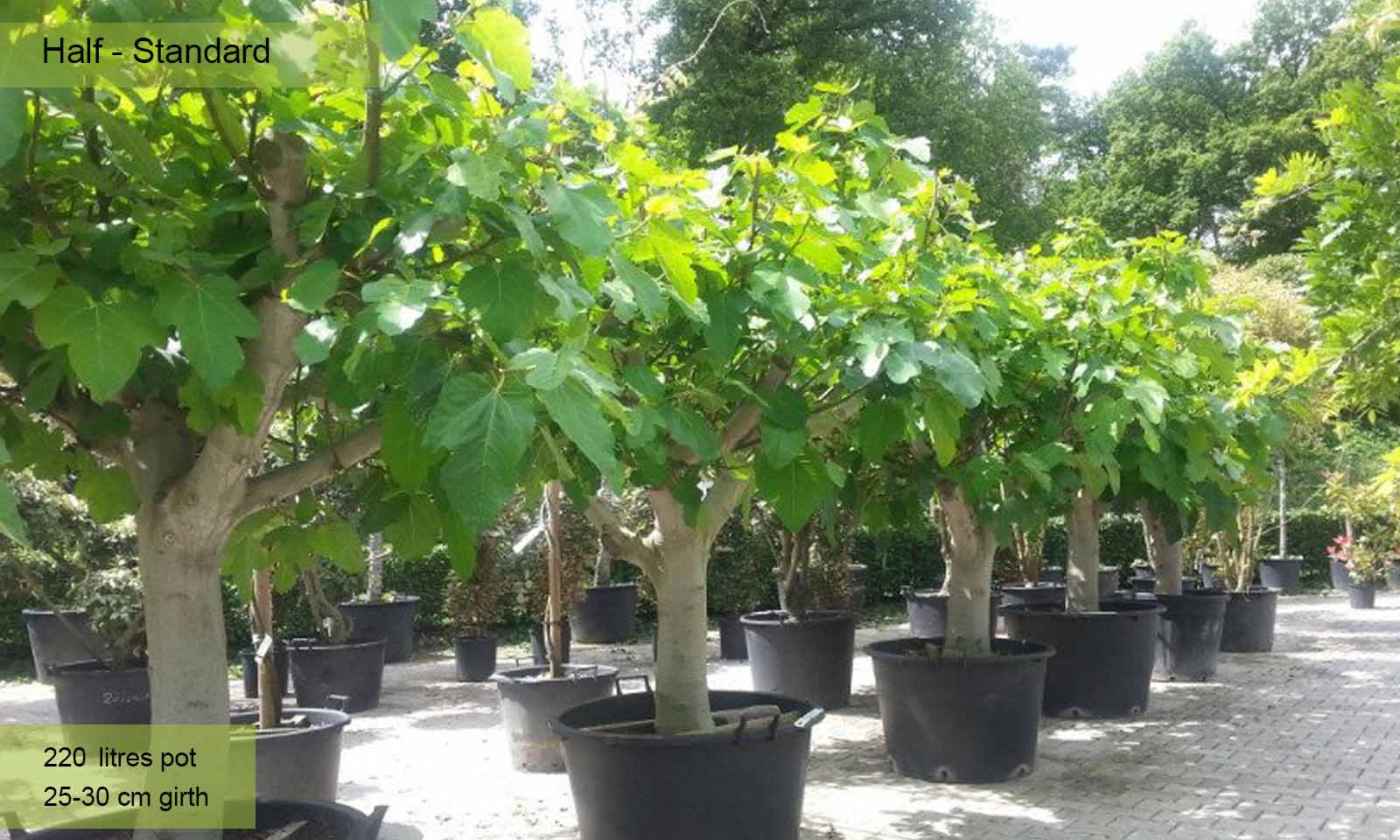 Ficus Carica (Edible Common Fig Half Standard Garden Plants Online