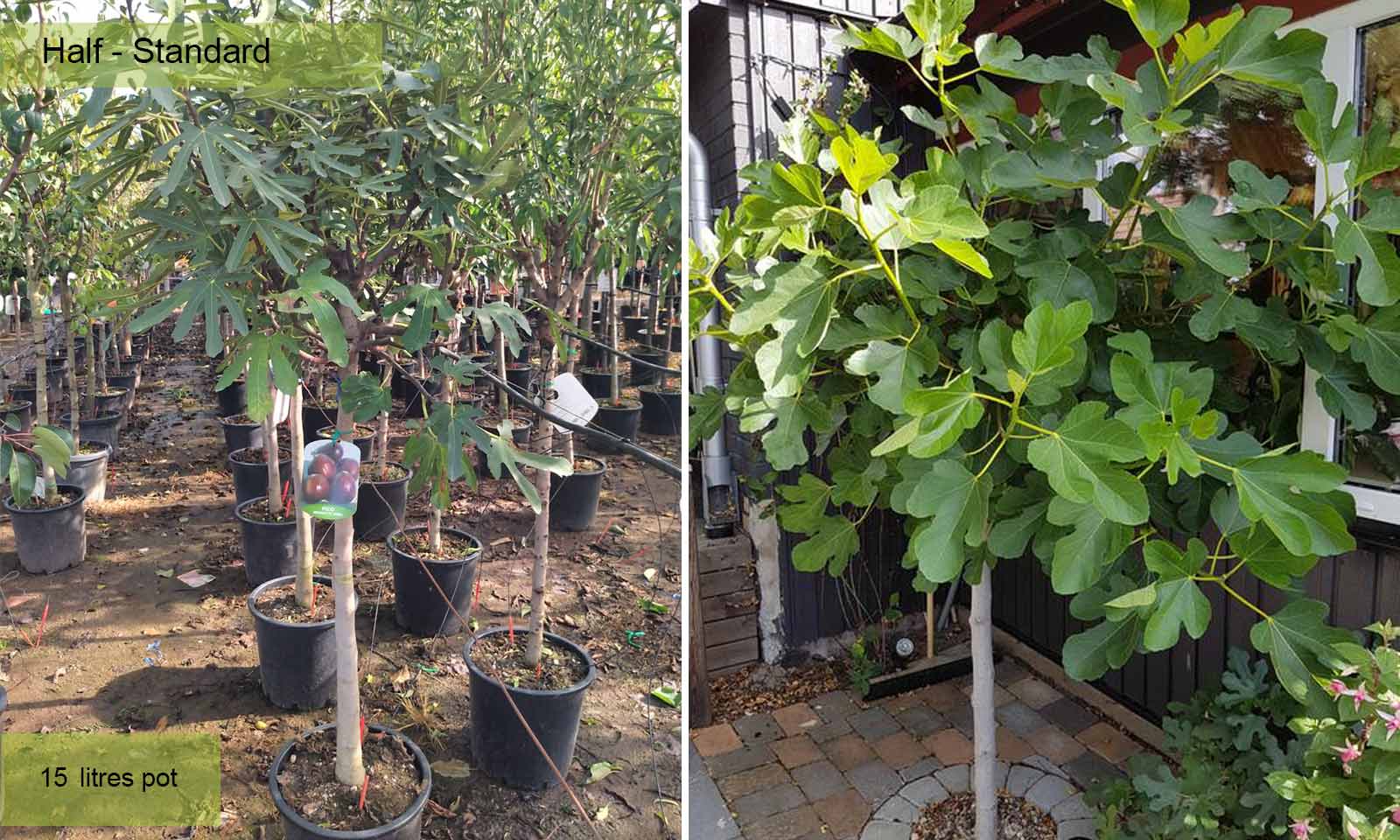 Ficus Carica (Edible Common Fig Half Standard Garden Plants Online