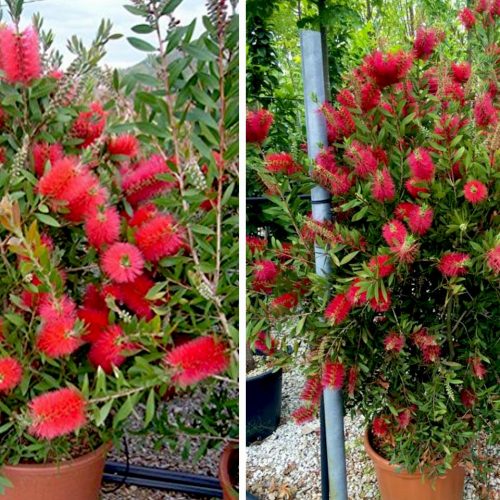 Callistemon Laevis (Bottlebrush) - Shrub