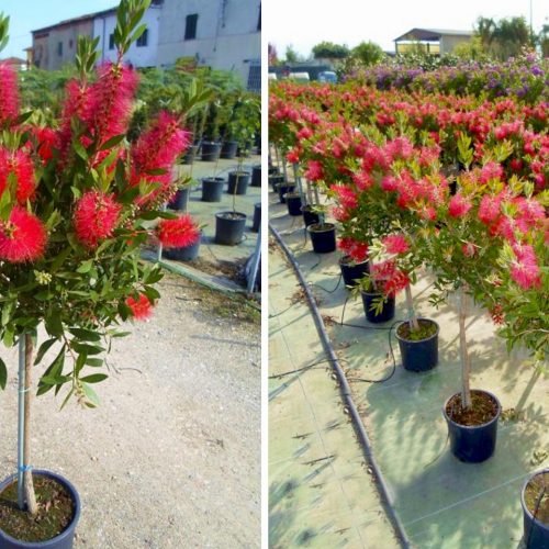 Callistemon Viminalis (Bottlebrush) - Half Standard