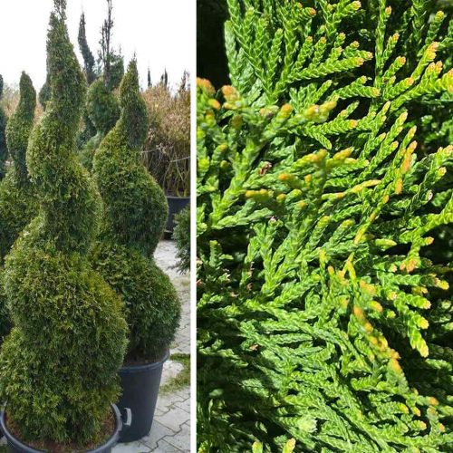 Thuja Occidentalis Smaragd (White Cedar) – Spiral