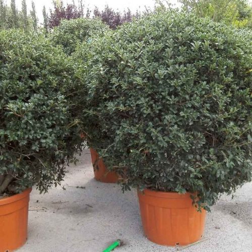 Osmanthus Heterophyllus (Hiiragi / Holly Olive ) – Ball