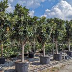 Eriobotrya Japonica (Loquat Tree) – Half Standard