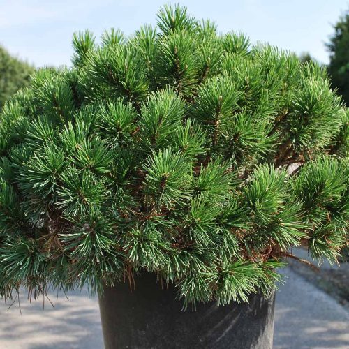 Pinus Mugo Mughus (Dwarf Mountain Pine) - Shrub