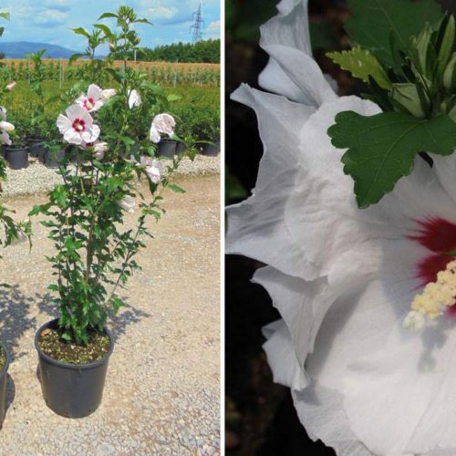 Hibiscus Syriacus (Rose of Sharon) - Shrub