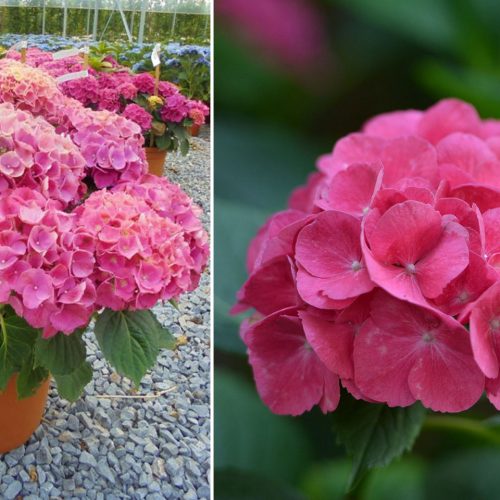 Hydrangea Macrophylla 'Red Baron' ('Red Baron') - Shrub