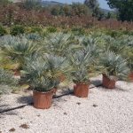 Blue Mediterranean Fan Palm (Chamaerops Humilis Cerifera)