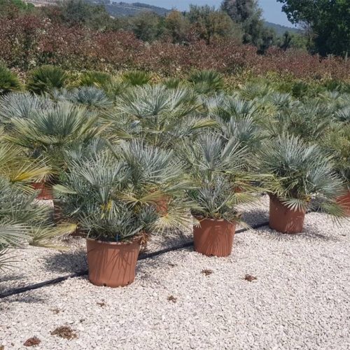 Chamaerops Humilis Cerifera (Blue Leaves)