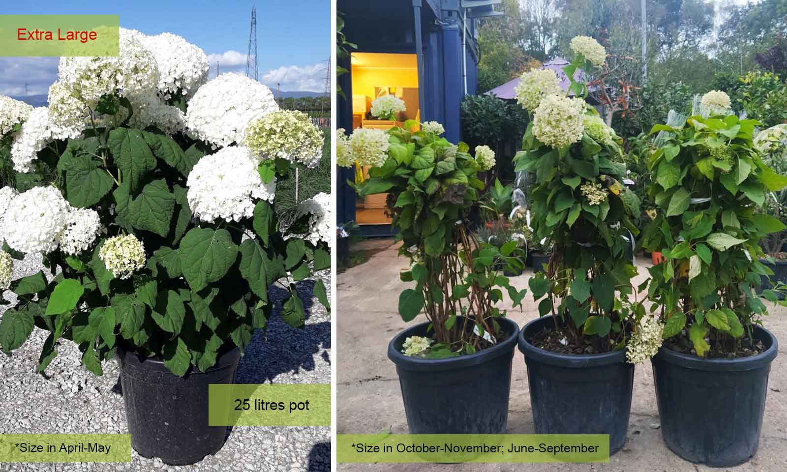 Image of Miniature Annabelle Hydrangea plant in garden