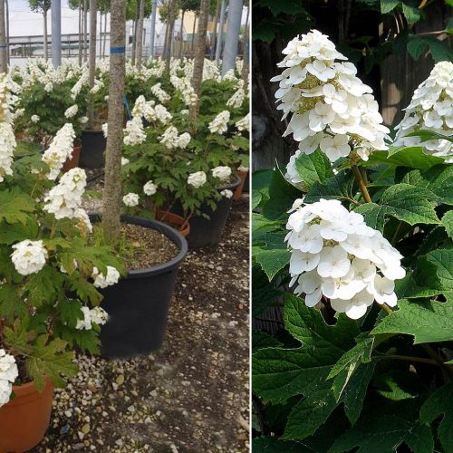 Hydrangea Quercifolia 'Snow Queen' (Oak-leaved Hydrangea 'Snow Queen') - Shrub