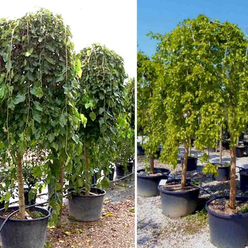 Morus Alba Pendula (Weeping White Mulberry) - Standard