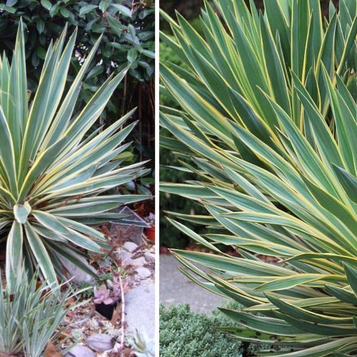 Yucca Gloriosa Variegata (Variegated Spanish Dagger)