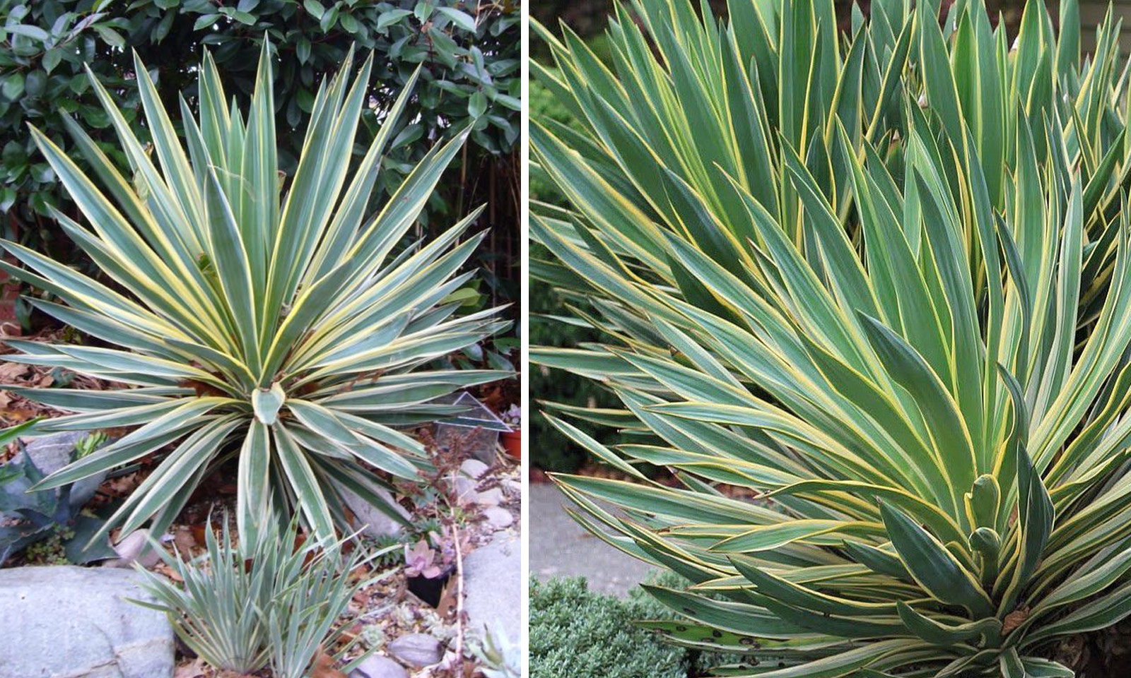 Yucca Gloriosa Variegata (Variegated Spanish Dagger) – Garden Plants Online