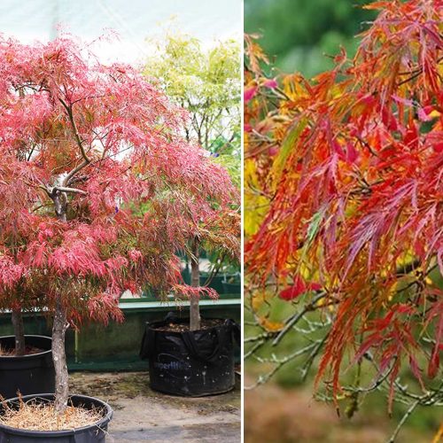 Acer Palmatum Dissectum 'Viride' (Japanese Maple 'Viride') - Half Standard