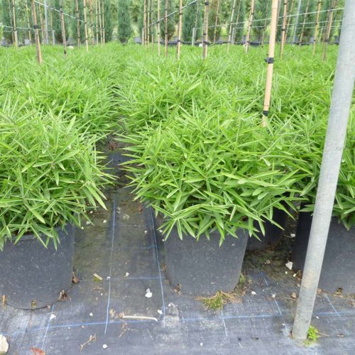 Dwarf Bamboo (Bambusa Nana)