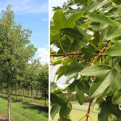 Acer Monspessulanum (Montpellier Maple) - Standard