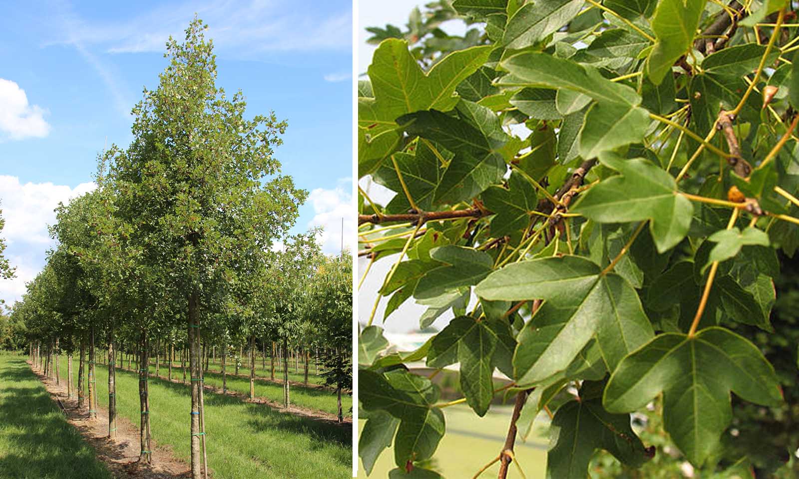 Acer Monspessulanum (Montpellier Maple) - Standard