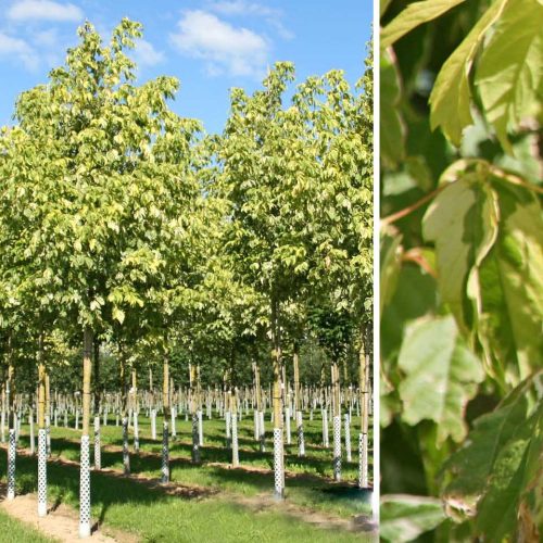 Acer Negundo Variegatum (Variegated Box Elder) - Standard