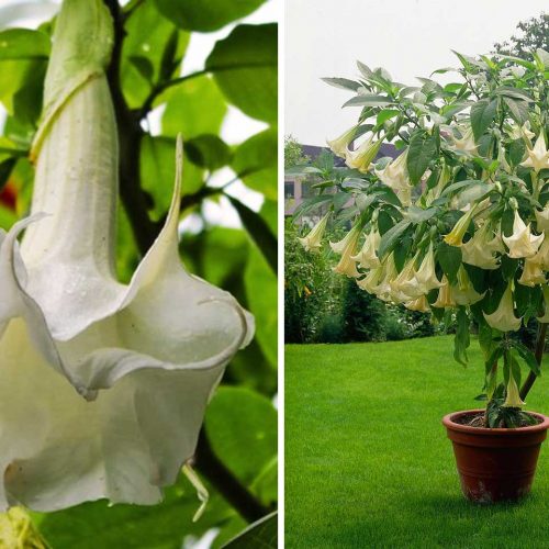 Brugmansia Sanguinea (Angel's Trumpet)