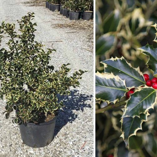 Ilex Aquifolium 'Argenteomarginata' (Variegated English Holly) - Shrub