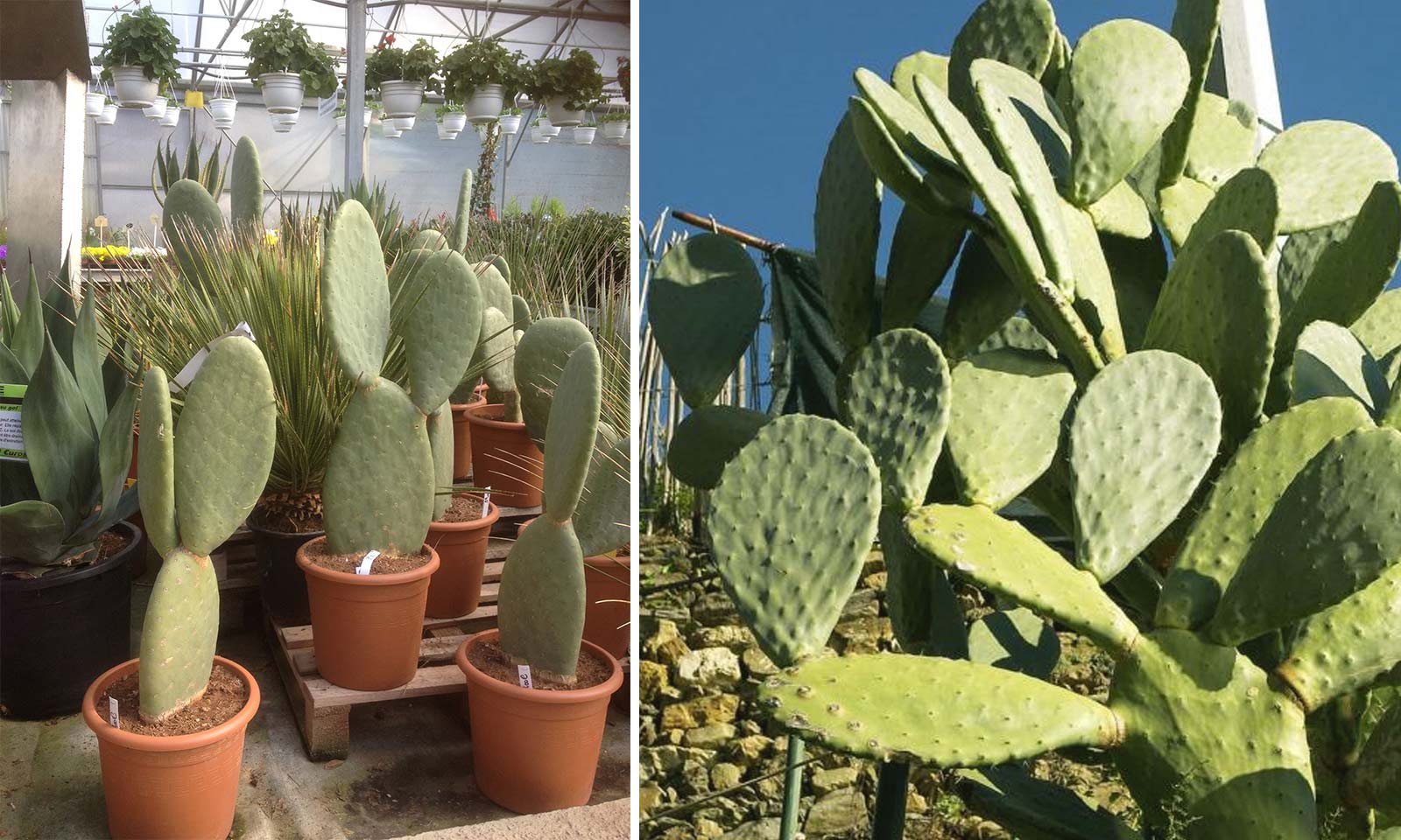 prickly pear approx 45-50cm High very large plants Opuntia Ficus Indica 