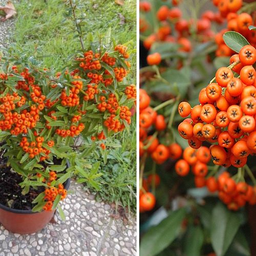 Pyracantha Navaho Firethorn (Indian Firethorn) - Shrub