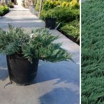 Juniperus hor Creeping Juniper Evergreen Size Container #3 'Blue Chip' Juniperus hor Creeping Juniper Evergreen Size Container #3 'Blue Chip'