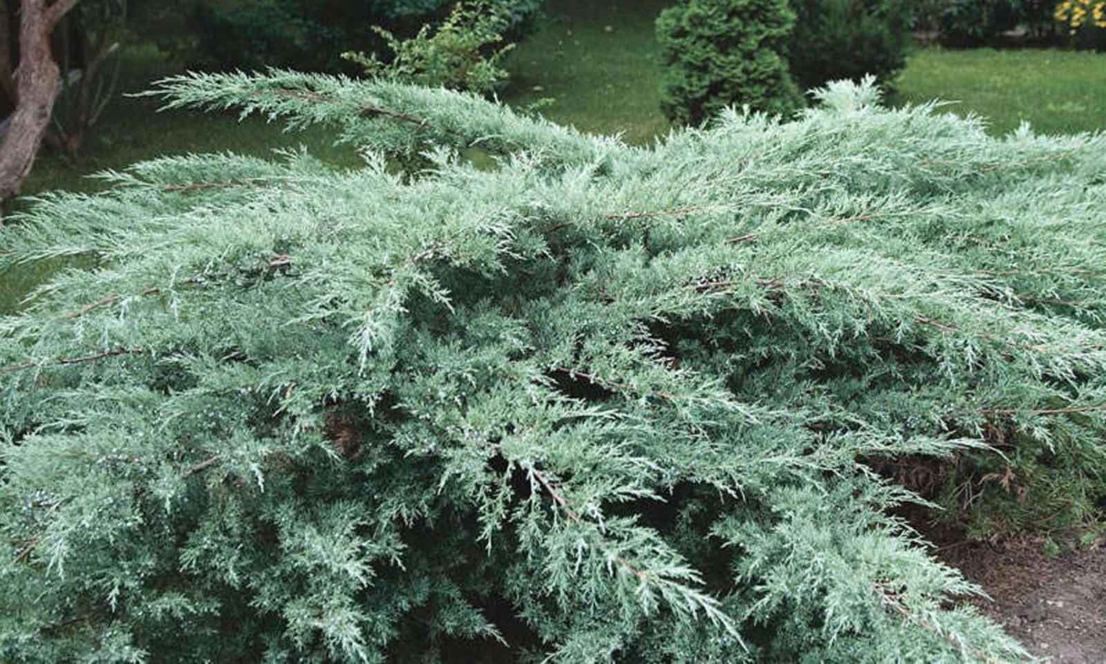 Creeping Juniper Blue Chip At Eugene Linn Blog
