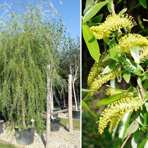 Salix Babylonica (Babylon Willow / Weeping Willow) - Standard