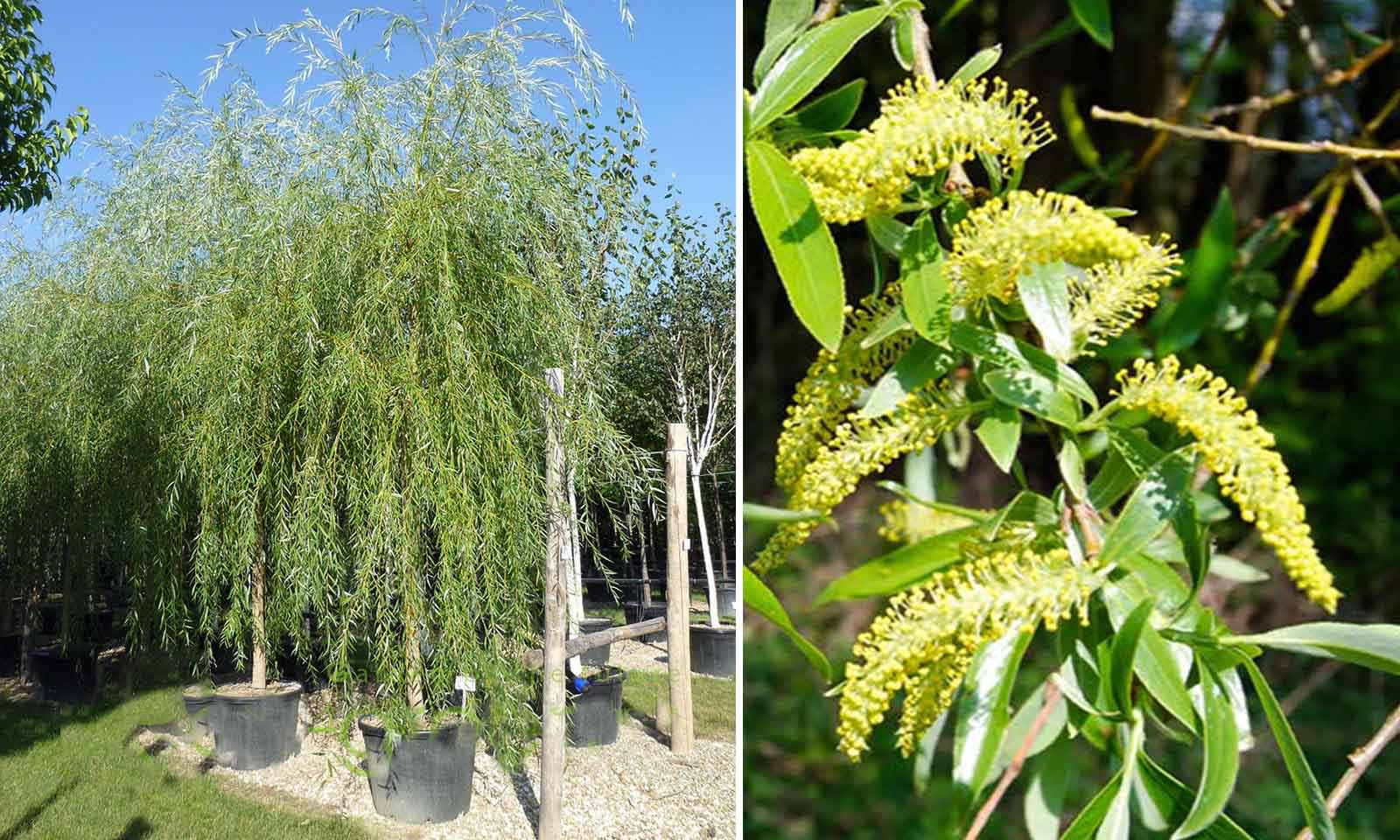 salix babylonica (babylon willow / weeping willow) - standard