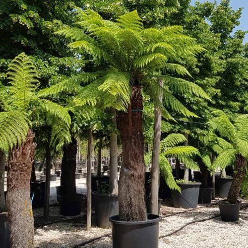 Dicksonia Antarctica (Australian Tree Fern)