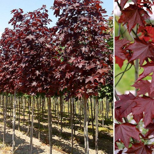 Acer Platanoides 'Royal Red' (Norway Maple 'Royal Red') - Standard