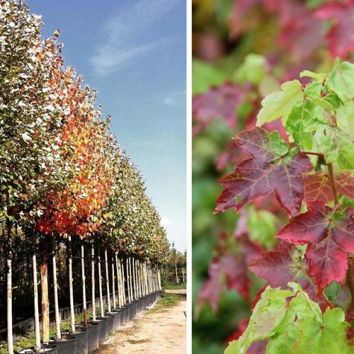 Acer Rubrum 'October Glory' (Red Maple 'October Glory') - Standard