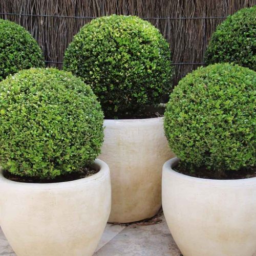 Buxus Microphylla Faulkner (Box Faulkner) - Ball