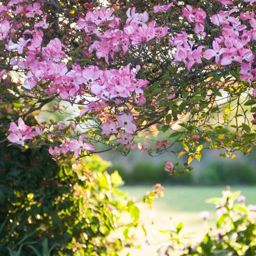 Cornus Florida Rubra (Flowering Dogwood) - Shrub