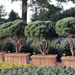 White Pine (Pinus Pentaphylla) Japanese Style