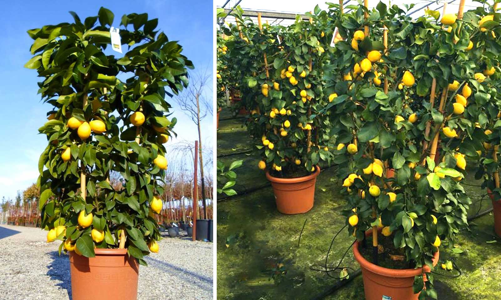 Citrus Limonum (Lemon Trees) – Espalier
