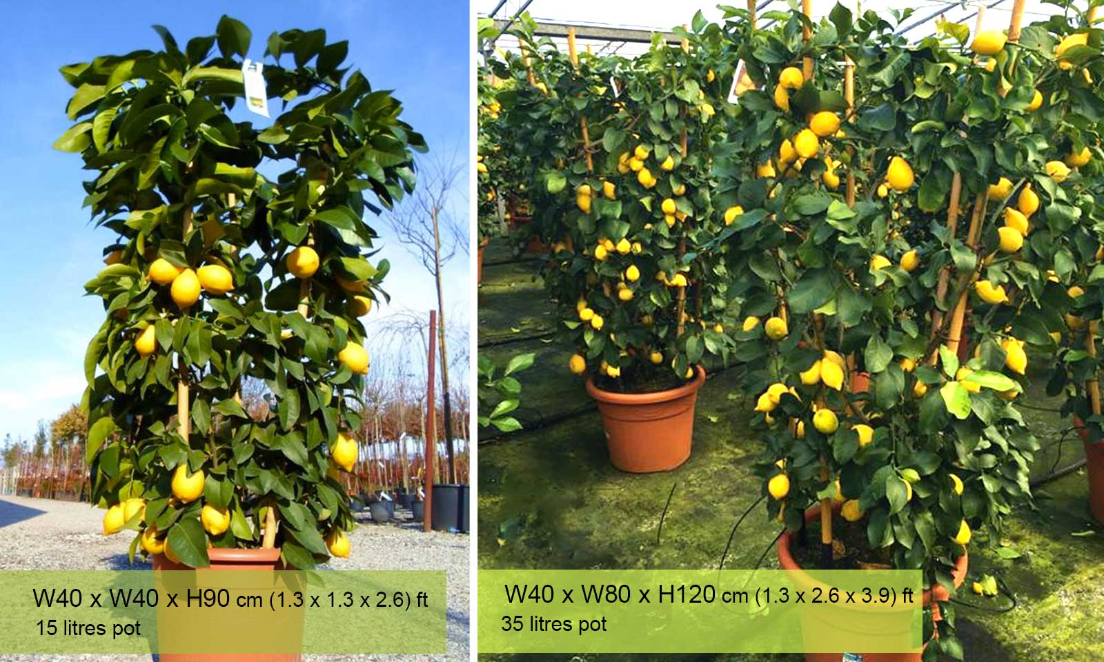 houseplant Living Room Ready Potted Citrus Lemon Plant Orange Tree Indoor Plant Dwarf Fruit Trees Height 85 cm Pot 22 cm 