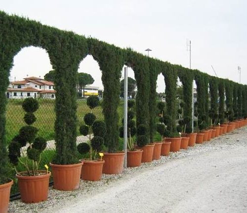 Cupressocyparis Leylandii (Green Cypress Hedge) - Arch