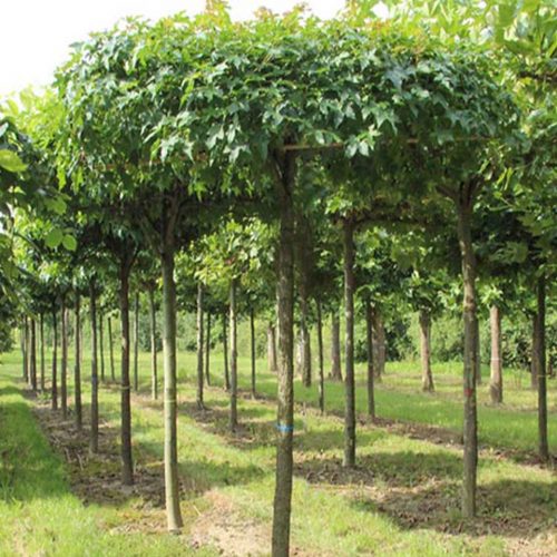 Liquidambar Styraciflua (Sweet Gum Tree) - Roof Shape