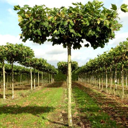 Platanus x Acerifolia (London Plane / London Planetree ) - Roof Shape