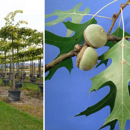 Quercus Palustris (Pin Oak / Swamp Spanish Oak) - Roof Shape