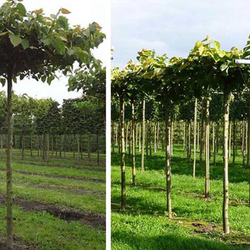 Tilia Platyphyllos (Large-Leaved Lime) - Roof Shape