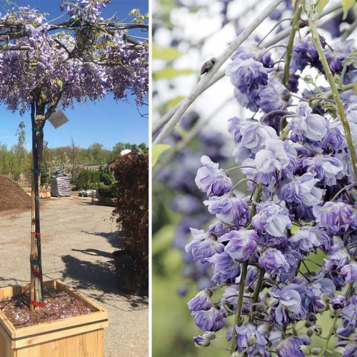 Wisteria Floribunda Black Dragon - Umbrella